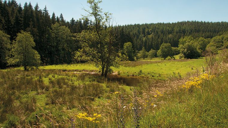 Prairie verte avec des arbres et une petite rivière, entourée de bois.