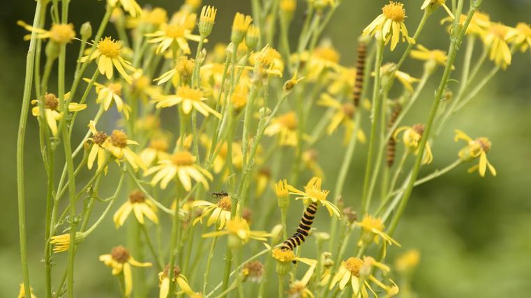 A group of yellow flowers with green stems. Within them are several caterpillars moving on the leaves.