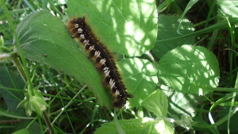 A caterpillar crawls on a green leaf. The surrounding area is covered with grass and other plants.