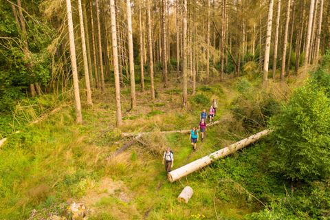 Un groupe de randonneurs marche à travers une forêt avec de grands arbres. Au premier plan, des troncs d'arbres renversés sont sur le sol.