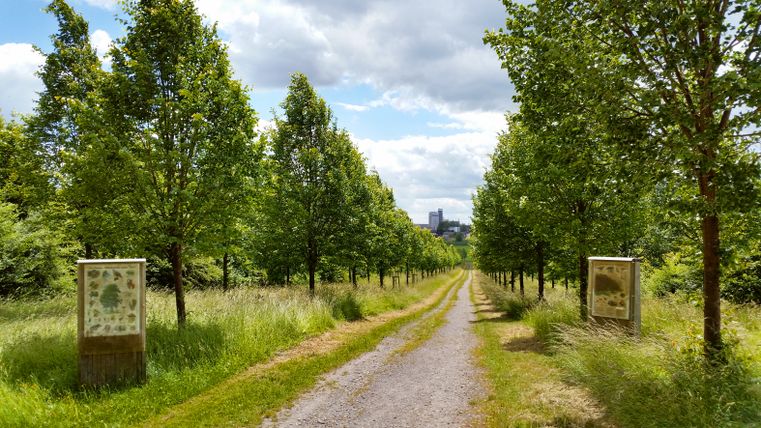 In de verte loopt een laan met winterlindes, geflankeerd door informatieborden. De lucht is bewolkt en op de achtergrond zijn gebouwen zichtbaar.