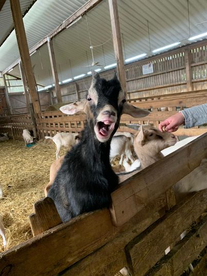 Ein neugieriges Zicklein steht in einem Stall und gibt ein Geräusch von sich. Im Hintergrund sind weitere Ziegen zu sehen.