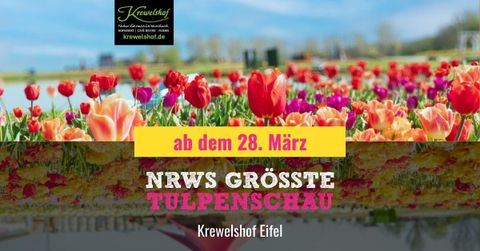 A colorful tulip landscape with many different colors. From March 28th, the largest tulip exhibition in North Rhine-Westphalia will take place at Krewelshof Eifel.