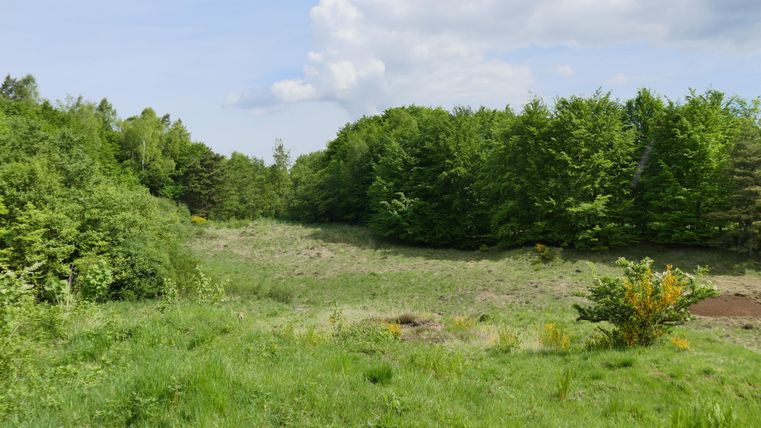 Een groene weide omringd door bomen. De lucht is helder met enkele wolken.