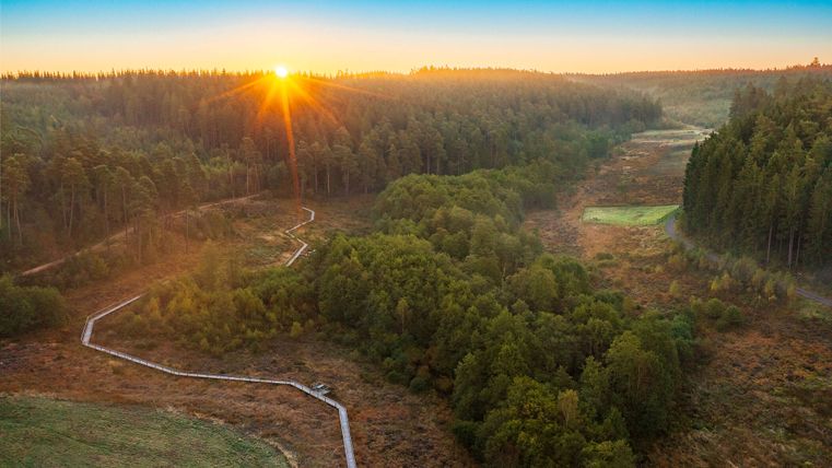 Luchtfoto van een houten loopbrug in de heide, omgeven door bos, bij zonsopgang.
