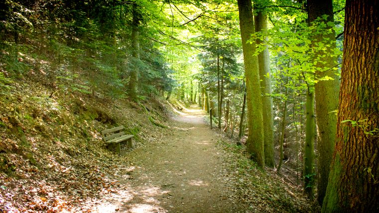 Chemin forestier dans la forêt communale de Hahn avec banc au bord du chemin.