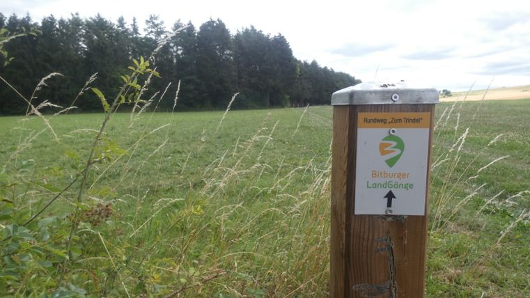 Een houten paal met een bord voor de Bitburger LandGänge-cirkelroute 'Zum Trindel' staat in een weiland voor een bos.