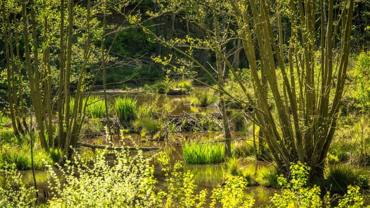 Un étang calme entouré de plantes vertes et d'arbres. La lumière du soleil crée une atmosphère paisible.