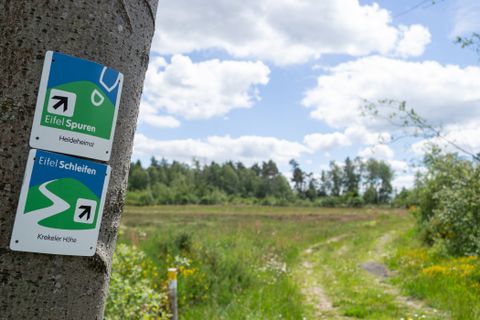 Panneau indicateur pour Eifelspuren et Eifelschleifen sur un arbre, avec un sentier et une prairie en arrière-plan.