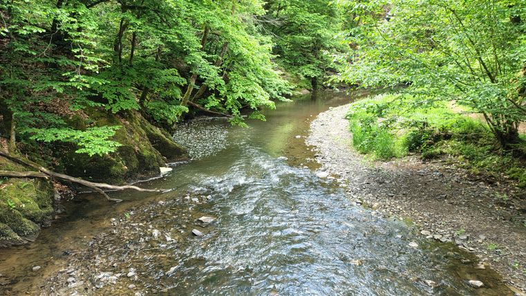 De rustige beek met de naam Lieser slingert door een groene bossen. Het water stroomt zachtjes tussen de stenen en is omgeven door weelderige vegetatie.