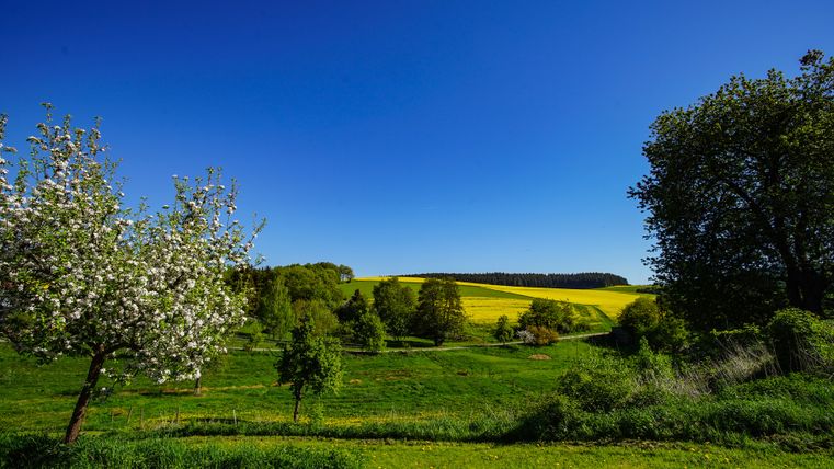 Blossoming trees on green fields with a blue sky
