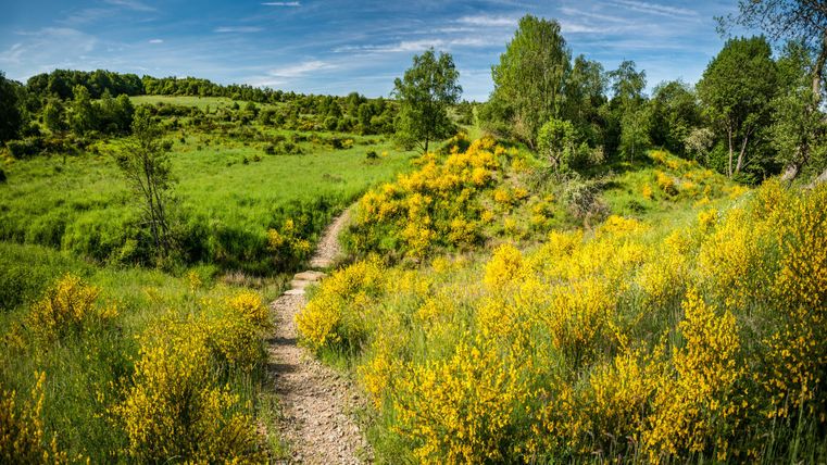 Ein ruhiger Weg durch eine Wiese mit leuchtend gelben Blumen. Umgeben von grünen Bäumen und einem blauen Himmel.