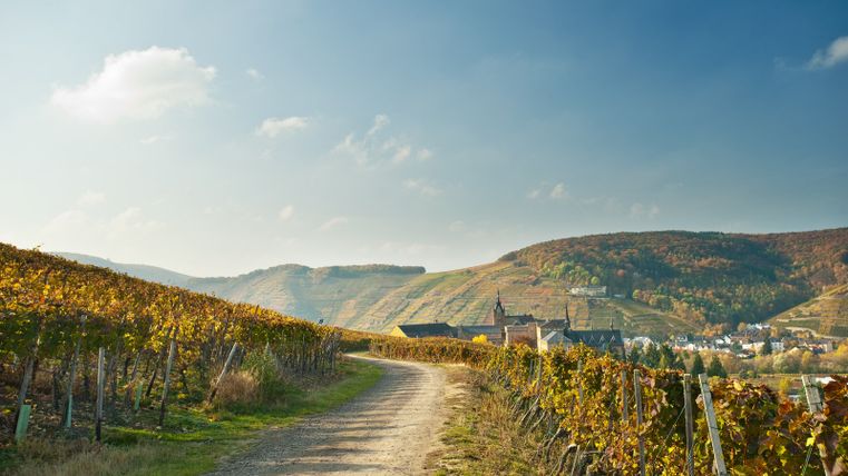 Wandelpad tussen wijnranken in de herfst met uitzicht op het klooster Kalvarienberg in de verte
