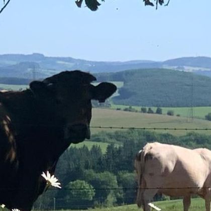 Een zwarte koe staat voor een prachtige landschap met zachte heuvels. Op de achtergrond is een witte koe te zien.