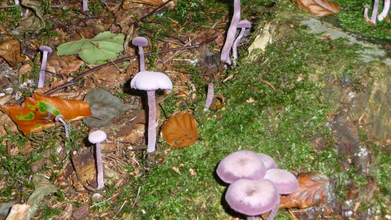 Eine Gruppe von lila Pilzen wächst auf moosbedecktem Boden im Wald. Rund um die Pilze liegen einige Blätter und Pflanzenreste.
