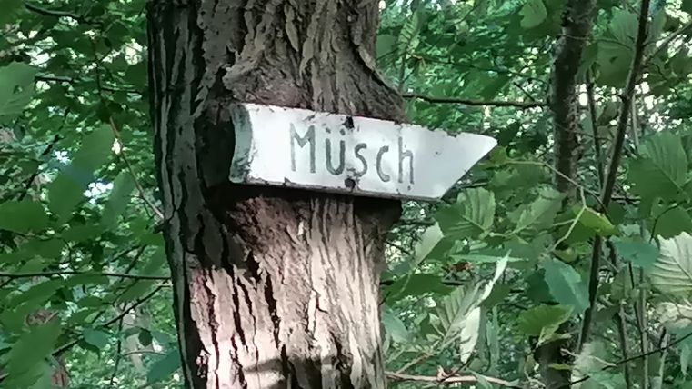 Un panneau indicateur portant l'inscription 'Müsch' est fixé à un arbre dans la forêt.