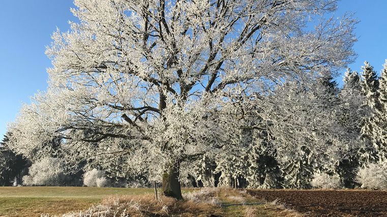 Hiver dans l'Eifel