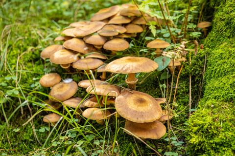 A group of brown mushrooms is growing on the ground in the forest. Surrounded by grass and moss, they exude a natural tranquility.