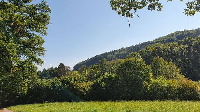 Grüne Wiese mit Bäumen und bewaldeten Hügeln unter klarem Himmel.
