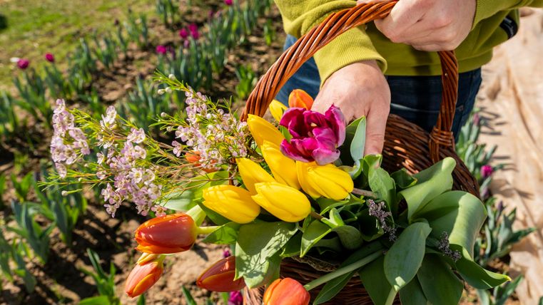 A basket full of colorful flowers, including yellow and red tulips. A person is holding the basket in a blooming garden.