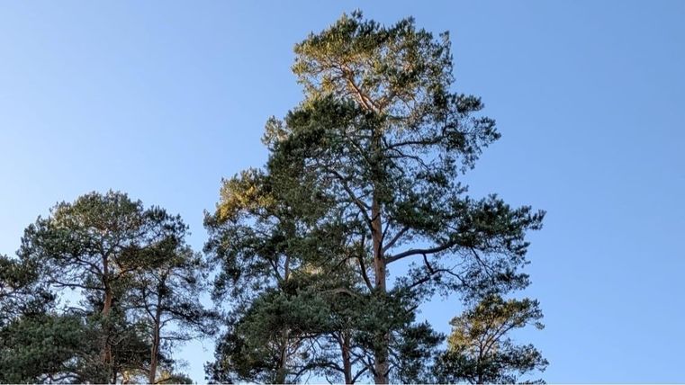 De grands arbres devant un ciel bleu clair. Les branches sont vertes et saines.