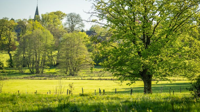Een groene weide met een grote boom op de voorgrond. Op de achtergrond zijn bomen en een kerktoren zichtbaar.
