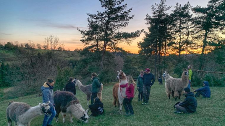 Een groep mensen interacteert met lama's op een weiland tijdens de zonsondergang. Op de achtergrond zijn bomen en een zachte heuvel zichtbaar.