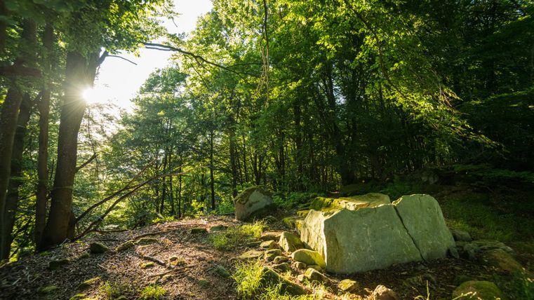 Tombe en boîte de pierre dans la forêt avec la lumière du soleil à travers les arbres.