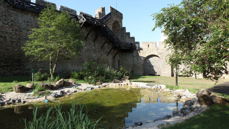 Stadtmauer Hillesheim mit kleinem Biotop im Vordergrund.