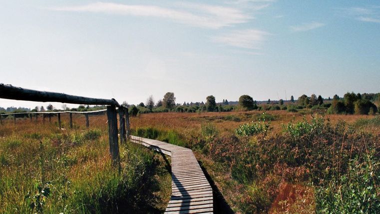A wooden walkway leads through a vast, green landscape. In the background, there are trees and a clear sky.