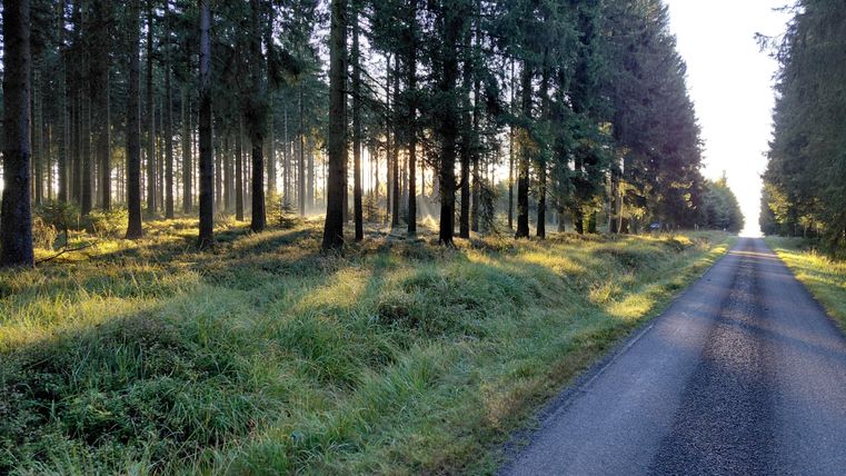 Un chemin forestier tranquille, entouré de grands arbres et de lumière douce. Des prairies vertes bordent la route et créent une atmosphère paisible.