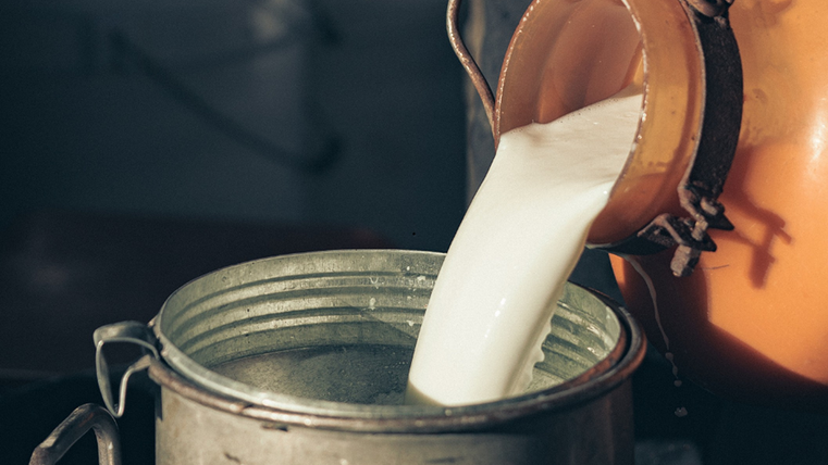 Le lait est versé dans un très grand récipient