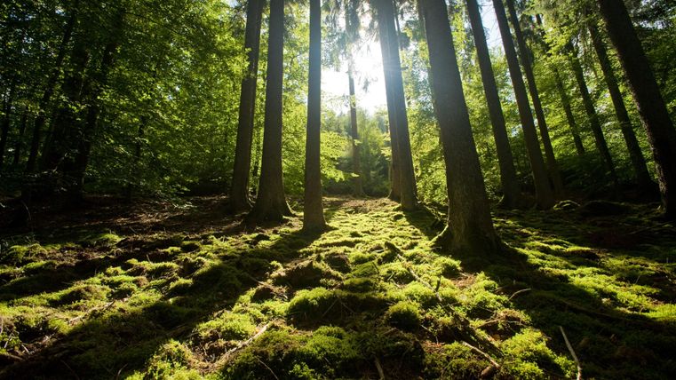 Ein moosbedeckter Waldboden umgeben von vielen großen Bäumen.