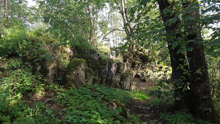Basaltformaties in het bos bij Hohe Acht, omringd door bomen en planten.