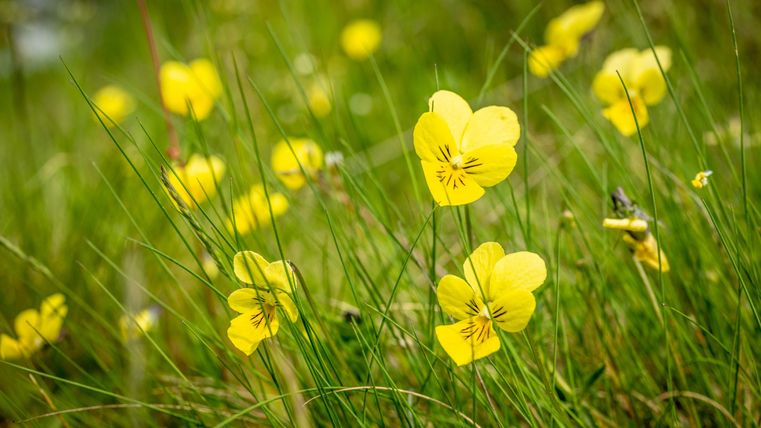 A meadow with many yellow flowers. The flowers stand in beautiful contrast to the green grass.