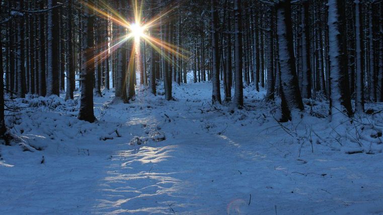 Un paysage forestier enneigé avec de grands arbres. Le soleil brille à travers les troncs d'arbres et crée un effet éclatant.