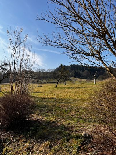 Een vredig landschap met groene weilanden en enkele bomen. De lucht is helder en blauw, wat de natuur zacht verlicht.