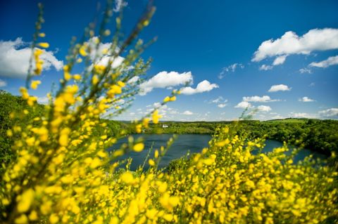 View of the Weinfelder Maar with yellow gorse in the foreground and blue sky in the background.