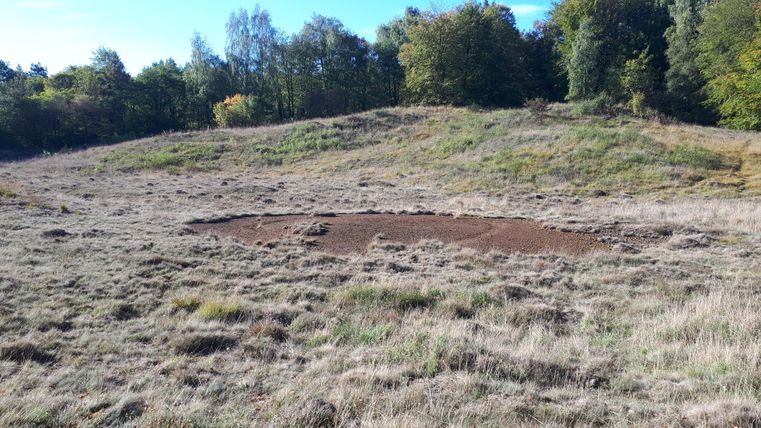 Een natuurlijke weide met hoog gras en hier en daar bomen op de achtergrond. Op de grond is een kale plek te zien.