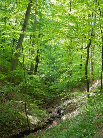 Une forêt dense et verte avec de grands arbres et un petit ruisseau qui coule dans le sous-bois.
