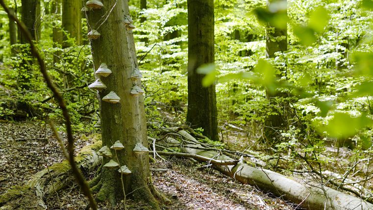 A green forest with tall trees and bright light. Some mushrooms are growing on a tree.