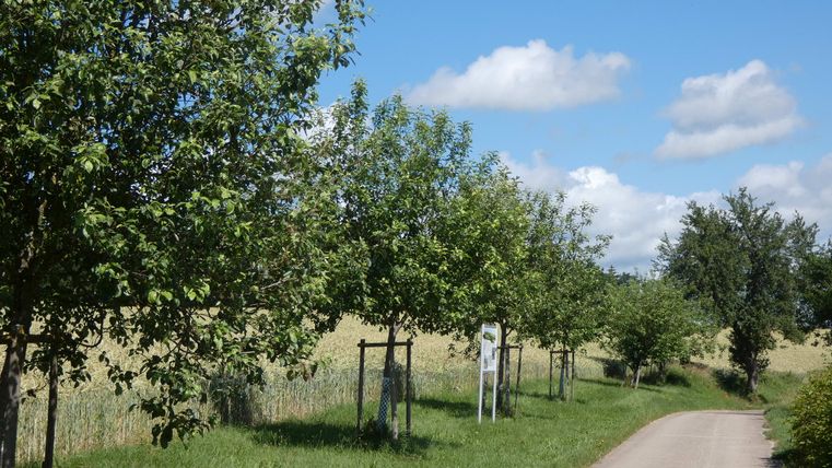 Un chemin traverse un paysage de vergers et d'arbres sous un ciel bleu.
