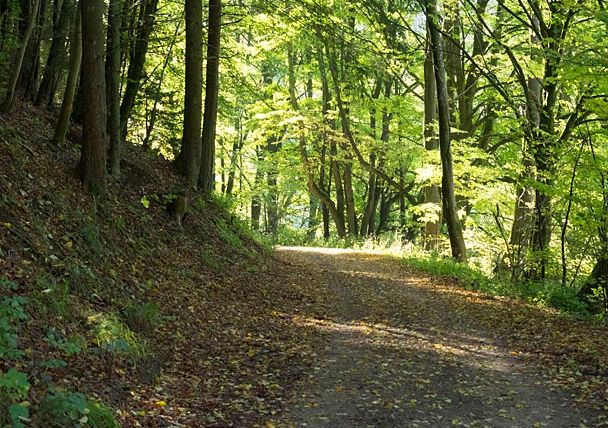 A forest path in the middle, numerous trees on the sides. A few visible rays of sunshine 