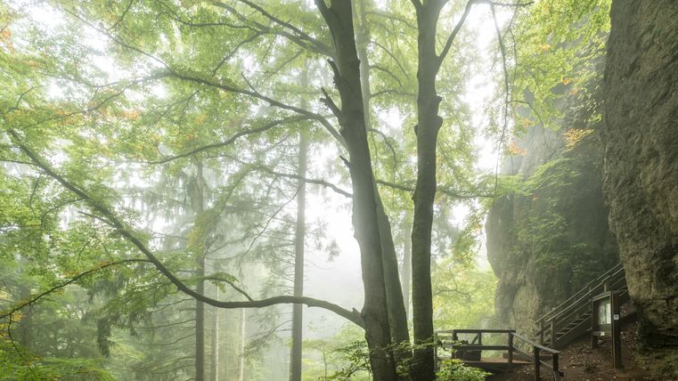 Ingang naar de beukenholengrot in het bos met bomen en mist.