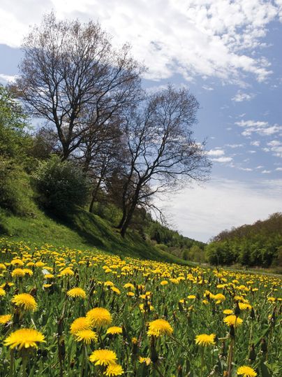 Prairie de pissenlits avec des arbres en arrière-plan sous un ciel bleu.