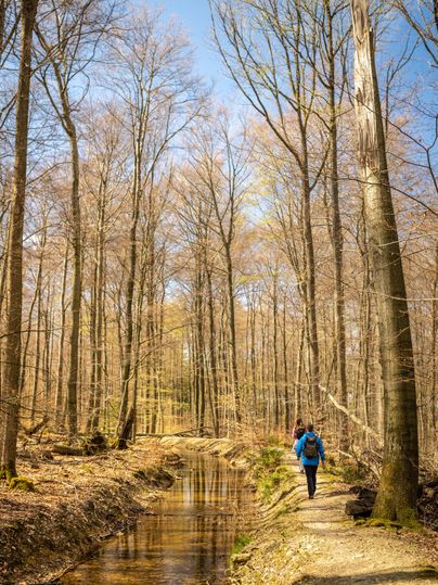 Ein Wanderer geht auf einem Weg entlang eines kleinen Baches in einem Wald mit kahlen Bäumen. Die Frühlingssonne scheint durch die Äste und sorgt für eine ruhige Atmosphäre.