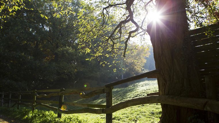 Ein schöner Wald mit einem großen Baum und der Sonne, die durch die Blätter scheint. Der Zaun im Vordergrund ergänzt die ruhige Landschaft.