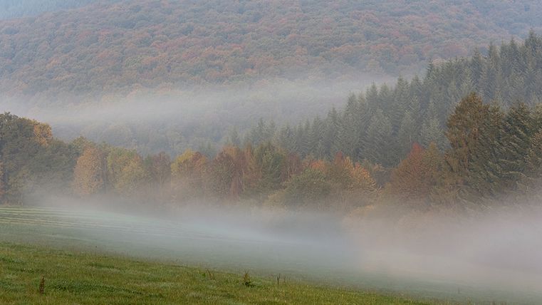 Paysage brumeux de forêts et de prairies en automne.