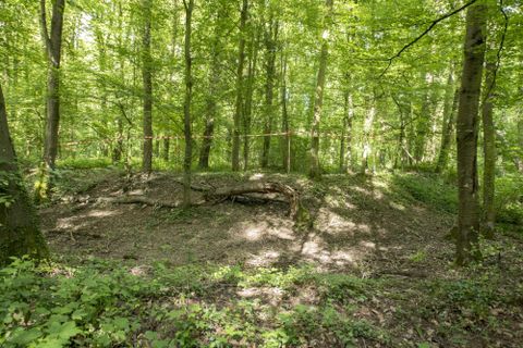Ein grüner Wald mit vielen Bäumen und dichtem Blattwerk. Der Boden ist mit verschiedenen Pflanzen und leichtem Unterholz bedeckt.