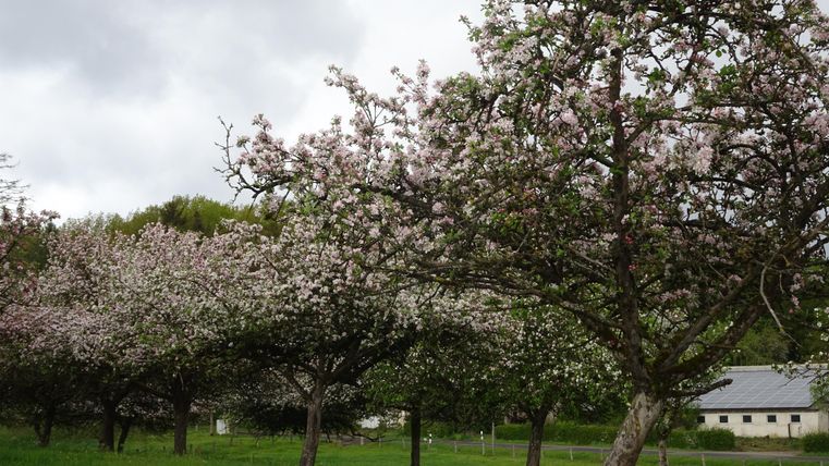 Een bloeiende boomgaard met appelbomen en zachte roze bloemen. Op de achtergrond zijn weilanden en een gebouw te zien.